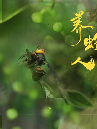 哀牢山下的蜂王